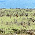 TZA ARU Ngorongoro 2016DEC23 060 : 2016, 2016 - African Adventures, Africa, Arusha, Date, December, Eastern, Month, Ngorongoro, Places, Tanzania, Trips, Year